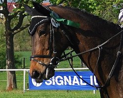 jumper Saphira 151 (Austrian Warmblood, 2005, from Abrek-17)