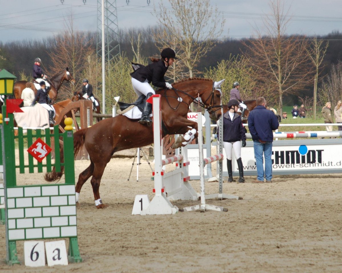 broodmare Charisma B (German Warmblood, 1994, from Cembalo)
