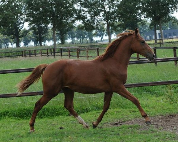 Springpferd Floorrijke SB (KWPN (Niederländisches Warmblut), 2010, von Applaus)