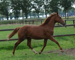 jumper Floorrijke SB (KWPN (Royal Dutch Sporthorse), 2010, from Applaus)