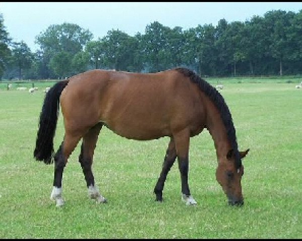 broodmare Zilena (KWPN (Royal Dutch Sporthorse), 2004, from Prestige)