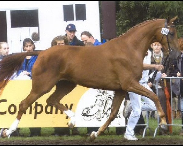 Zuchtstute Rilena (KWPN (Niederländisches Warmblut), 1998, von Flemmingh)