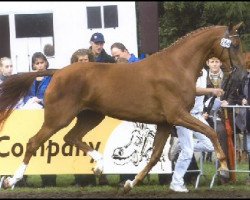 Zuchtstute Rilena (KWPN (Niederländisches Warmblut), 1998, von Flemmingh)