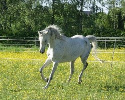 broodmare Nadira Al Julimah ox (Arabian thoroughbred, 2002, from Nahbir El Chamsin ox)