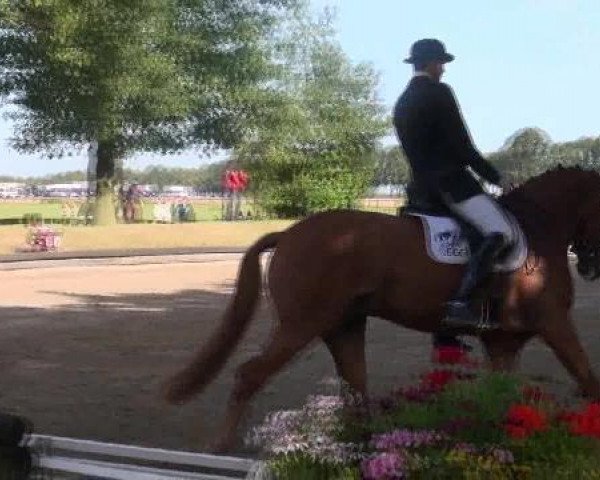 dressage horse Loxley 97 (Rhinelander, 2007, from Lord Loxley I)