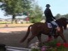 dressage horse Loxley 97 (Rhinelander, 2007, from Lord Loxley I)