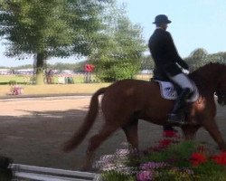 dressage horse Loxley 97 (Rhinelander, 2007, from Lord Loxley I)