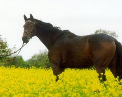 broodmare Zinngold xx (Thoroughbred, 1993, from Lemhi Gold xx)