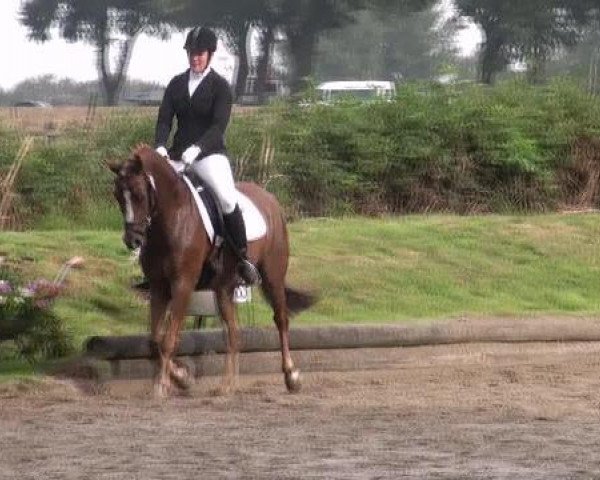 Springpferd Der feine Finley (Deutsches Reitpony, 2006, von Dein Freund)