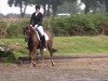 jumper Der feine Finley (German Riding Pony, 2006, from Dein Freund)