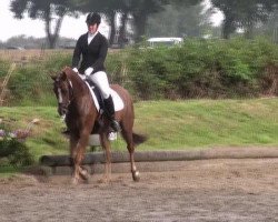 Springpferd Der feine Finley (Deutsches Reitpony, 2006, von Dein Freund)