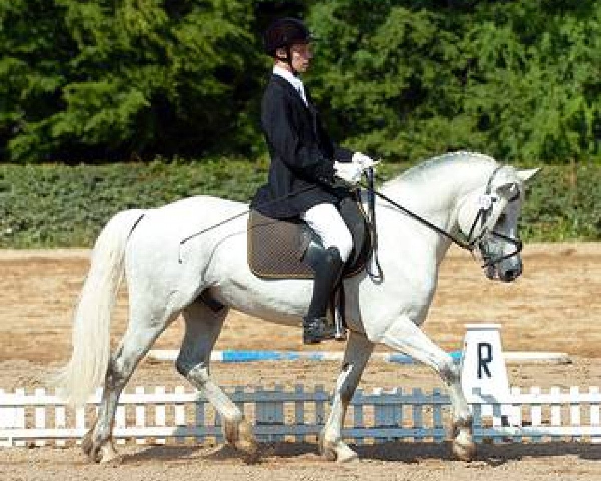Deckhengst Twilight Bright Spirit (Connemara-Pony, 1994, von Brento)