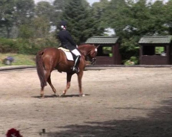 jumper El Capitano (Hanoverian, 2007, from Earl)