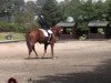 jumper El Capitano (Hanoverian, 2007, from Earl)