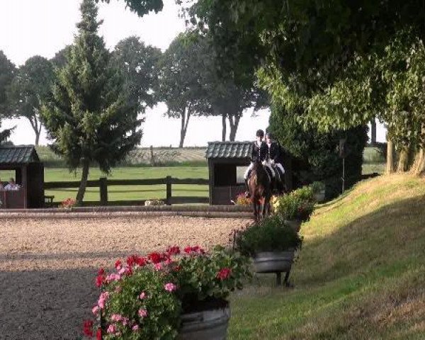 dressage horse Duplin (Rhinelander, 2007, from Don Bedo I)