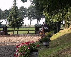 dressage horse Duplin (Rhinelander, 2007, from Don Bedo I)