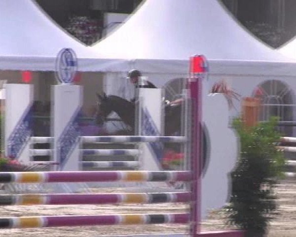 jumper Carlubetto (Oldenburg show jumper, 2007, from Cartoon)