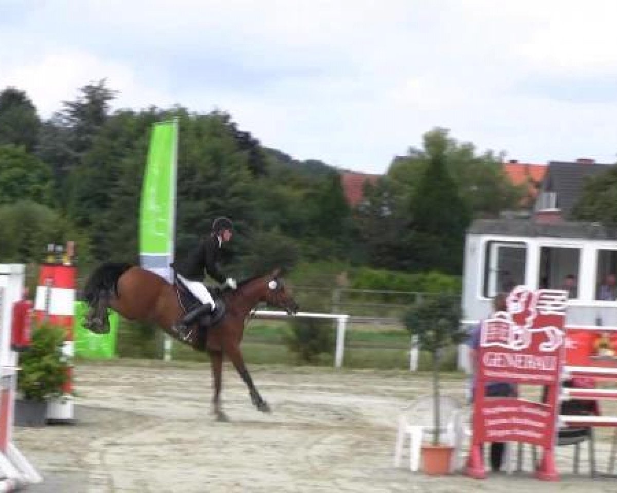 Springpferd Candy Man 29 (Deutsches Reitpony, 1997, von Chantre B)