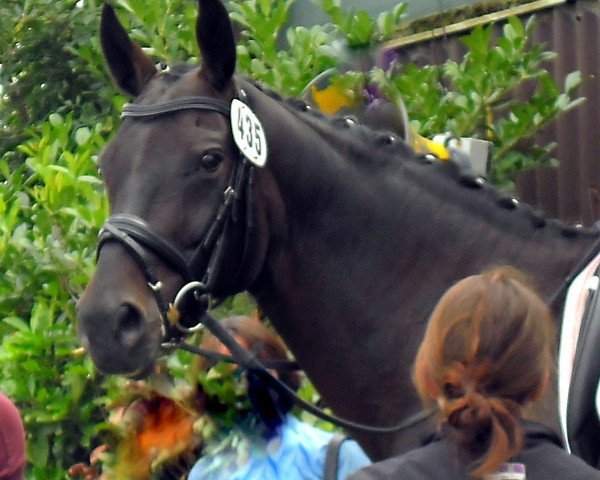 dressage horse Susanne (Westphalian, 2005, from Stedinger)