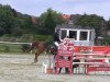 Springpferd Nico 1079 (Deutsches Reitpony, 2000, von Nantano)