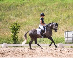 dressage horse Smilla's Sense of Snow (German Riding Pony, 2017, from Fs Numero Uno)