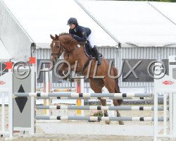 jumper Bylou (KWPN (Royal Dutch Sporthorse), 2006, from Montreal)