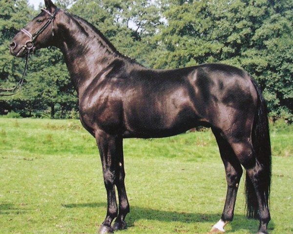stallion Royal Angelo I (Westphalian, 1986, from Rosenkavalier)