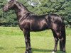 stallion Royal Angelo I (Westphalian, 1986, from Rosenkavalier)