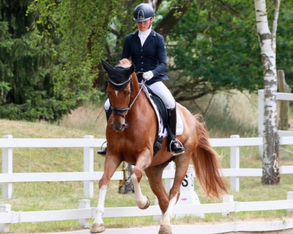 dressage horse Dohna H (Hanoverian, 2016, from De Niro)