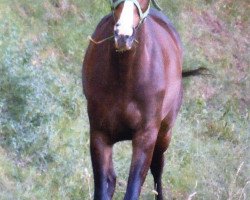 dressage horse Lennocks (Westphalian, 2004, from Laureus NRW)