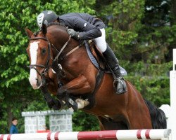 jumper Curado (Hanoverian, 2007, from Cassus 2)