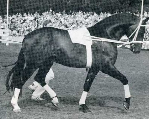 stallion Raimondo (Holsteiner, 1980, from Raimond)