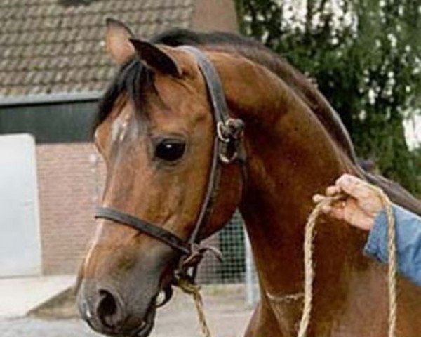 stallion El Beauty (Nederlands Rijpaarden en Pony, 1974, from El Malaak ox)