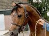 stallion El Beauty (Nederlands Rijpaarden en Pony, 1974, from El Malaak ox)