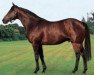 stallion Modern Day xx (Thoroughbred, 1993, from Dayjur xx)