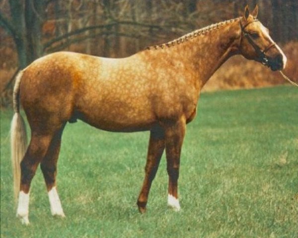 stallion Gold Apollo xx (Thoroughbred, 1973, from Milkie xx)