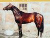 stallion Kaiserjaeger xx (Thoroughbred, 1980, from Windwurf xx)