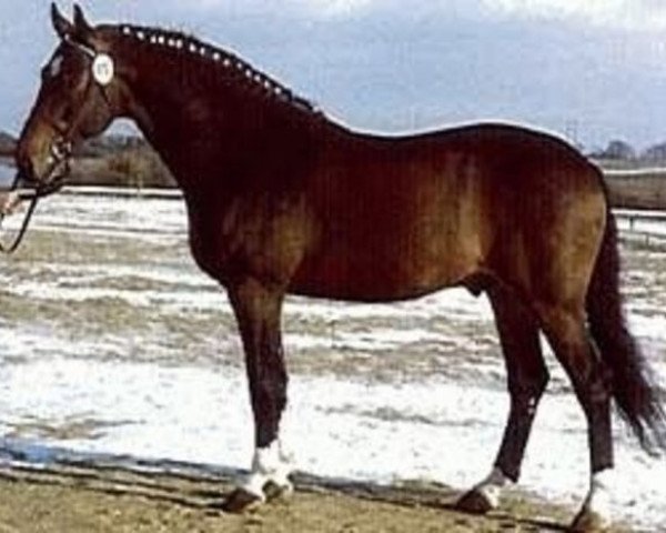 stallion Lagano (Holsteiner, 1978, from Leander)