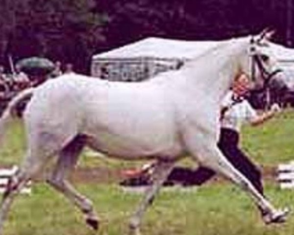 Zuchtstute Coppelia (Trakehner, 1992, von Marduc)