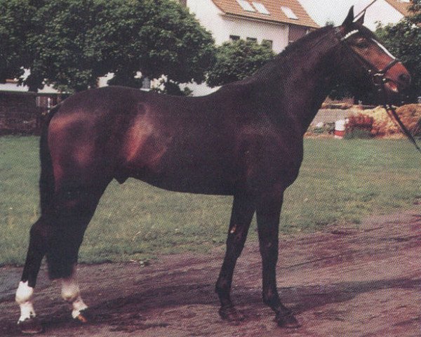 stallion Akteur (Hanoverian, 1981, from Akzent I)