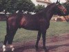 stallion Akteur (Hanoverian, 1981, from Akzent I)