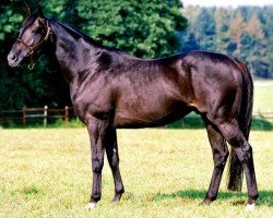 stallion Eden Rock xx (Thoroughbred, 1994, from Dashing Blade xx)