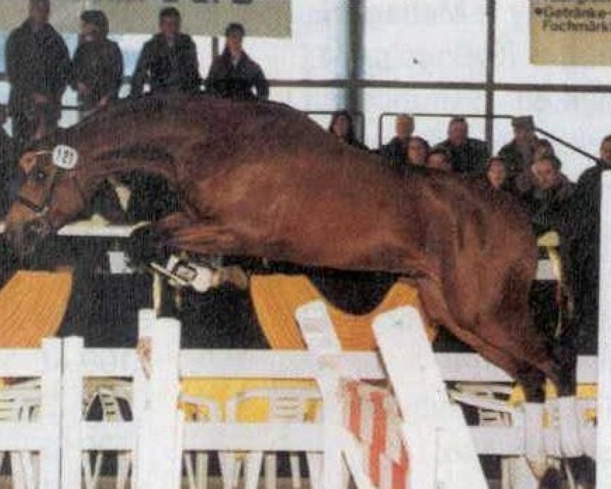 Deckhengst Stan the Boy (Württemberger, 1998, von Stan the Man xx)
