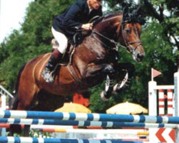 horse Don Rico (Württemberger, 1984, from Donkosak)