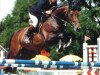 horse Don Rico (Württemberger, 1984, from Donkosak)
