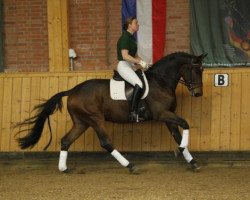 dressage horse Uklei (Trakehner, 2008, from Kaiser Wilhelm)