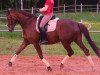 Dressurpferd Phaedra II (Trakehner, 2000, von Peron junior)