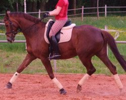 dressage horse Phaedra II (Trakehner, 2000, from Peron junior)