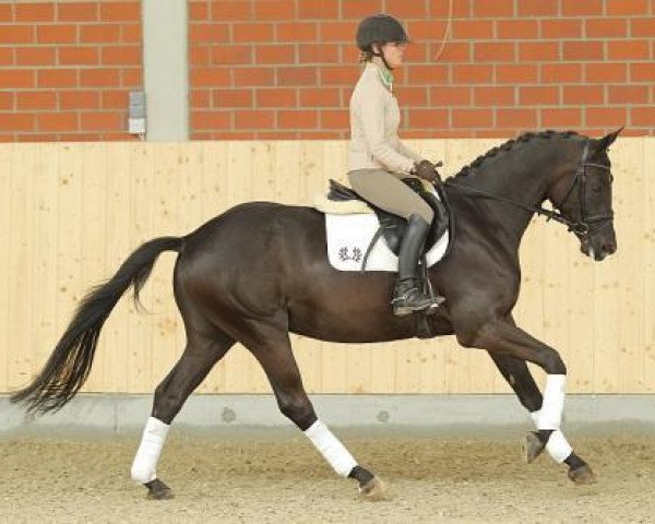 dressage horse Kenzo (Trakehner, 2009, from Cousteau)