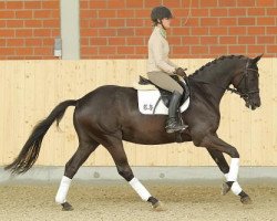 Dressurpferd Kenzo (Trakehner, 2009, von Cousteau)